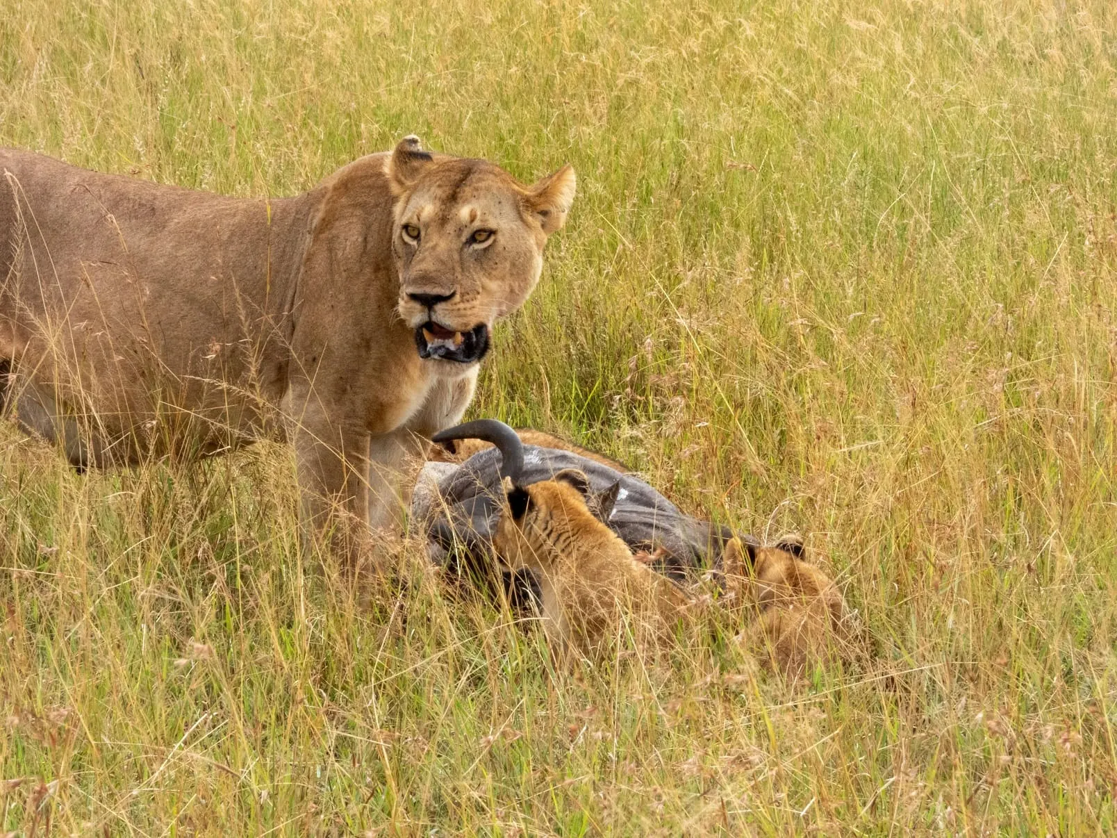 Top Africa Big Five Safaris