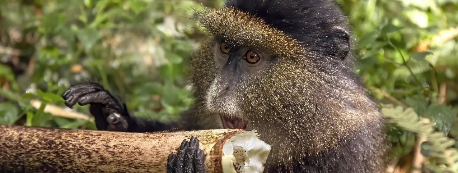 Gorilla trekking experience in East Africa