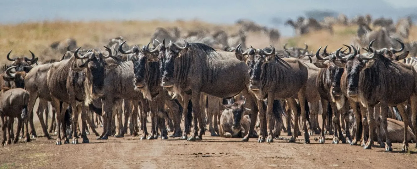 Top African Safari Tours