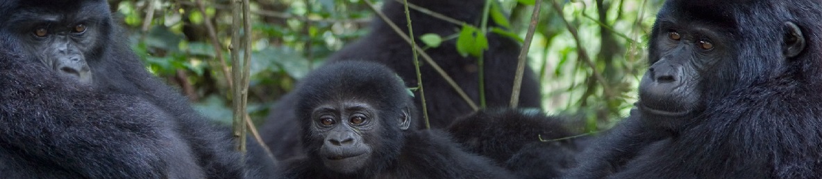 From Kampala, Uganda in Africa: 2-Day Private Mid-Range Gorilla Trekking Safari Before AFCON 2027 tour banner