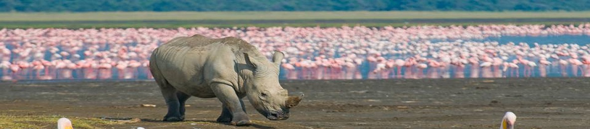 From Central Africa (Masai Mara, Lake Nakuru, Lake Naivasha, Amboseli & Tsavo West): 10-Day Private Budget Camping Safari in Kenya, Africa safari banner