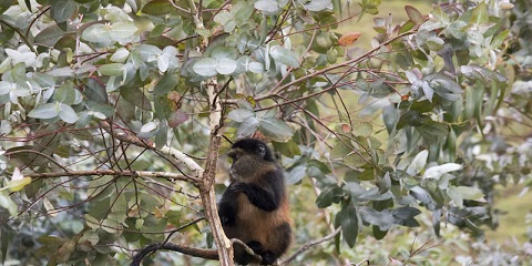 Safari de senderisme de 5 dies en grup a Ruanda amb grans simis, goril·les i ximpanzés de rang mitjà des de Kigali (2026 - 2027)