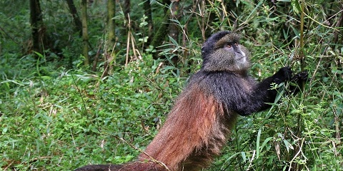 3-Day Private Luxury Gorilla and Golden Monkey Trekking Safari from Kampala in Uganda, Africa After AFCON 2027