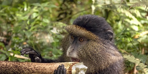 Safari Trekking Gorila Kelas Menengah 4 Dina saka Kigali ing Rwanda (2026 - 2027)