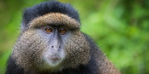 6 መዓልታት ናይ ብሕቲ ማእከላይ ደረጃ ሳፋሪን ጎሪላን ትረክ ካብ ኪጋሊ ኣብ ሩዋንዳ (2026 - 2027)