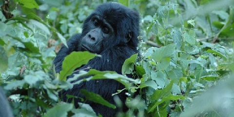 13 Ọjọ Isuna Safari Kọja Uganda, Kenya , Tanzania ati Zanzibar Beach Holiday (2026 - 2027)