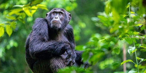 سافاری ماه عسل گروهی 15 روزه از کیگالی، شرق آفریقا (2026 - 2027)