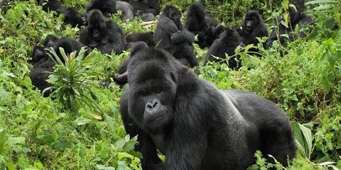 ރުވާންޑާގެ ކިގާލީ އިން 5 ދުވަހުގެ އަމިއްލަ ލަގްޒަރީ ސަފާރީ އާއި ގޮރިލާ ޓްރެކް (2026 - 2027)