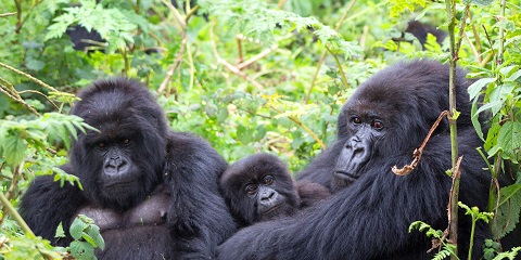 2-Day Private Budget Gorilla Trekking Safari after AFCON 2027 from Kampala, Uganda in Africa