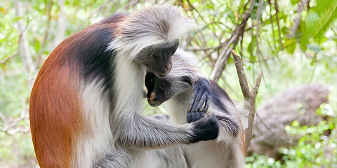 Aventurë 1-ditore private në pyllin e Jozanit dhe delfinët nga Fumba në Zanzibar (2026 - 2027)