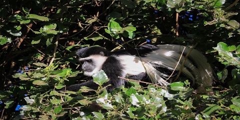 Poludnevni privatni obilazak šume Jozani iz Kendwe u Zanzibaru (2026. - 2027.)