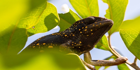 Halvdags privat Jozani Forest Tour fra Zanzibar Lufthavn (2026 - 2027)