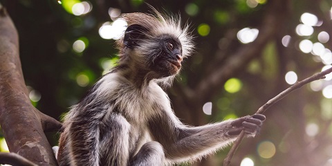 Zanzibardaky Pongwe şäherinden 1 günlük hususy Jozani tokaý we delfin başdan geçirmesi (2026 - 2027)