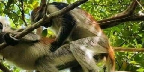 Njem ọhịa Jozani nkeonwe nke ọkara ụbọchị site na Mchangani Beach na Zanzibar (2026 - 2027)