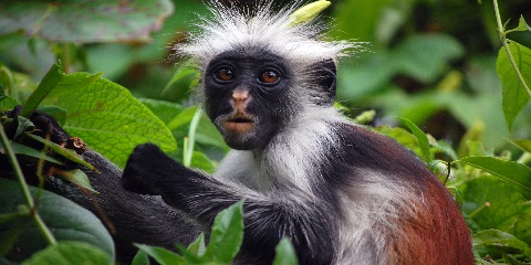 1 Araw na Pribadong Jozani Forest at Dolphin Adventure mula sa Stone Town sa Zanzibar (2026 - 2027)
