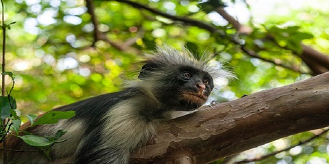 1-dags privat Jozani-skov og delfineventyr fra Matemwe i Zanzibar (2026 - 2027)