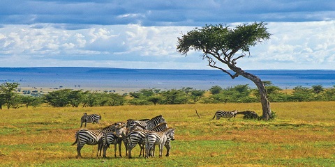 Top High-End Luxury Safari Tours in Kenya: Full Complete Guide for 2026/2027 - Top Africa Tours