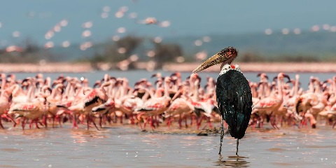 6 Days Group Luxury; Nakuru, Masai Mara,Naivasha,Amboseli