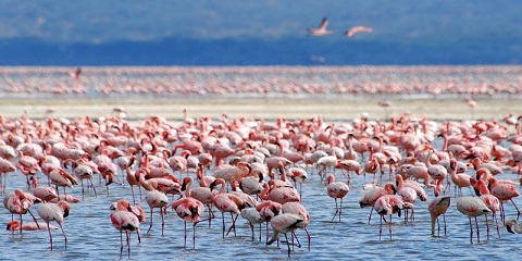 10-Day African Safari – Everything You Need to Know & Expert Travel Tips