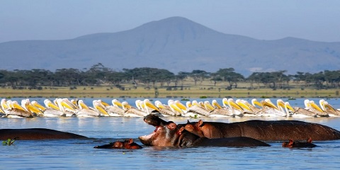 5-Day Private Mid-Range Safari from Mombasa in Kenya