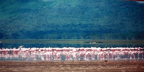 4 Days Masai Mara and Nakuru Private Mid-Range Safari