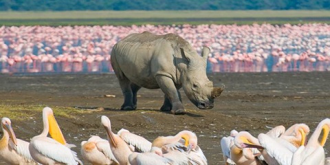 13 Days Ultimate Tanzania, Kenya & Zanzibar Safari