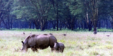 6 Days Budget Safari Masai Mara & Nakuru Adventure