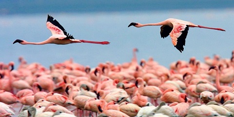 6 Days Luxury Safari Masai Mara & Nakuru Adventure