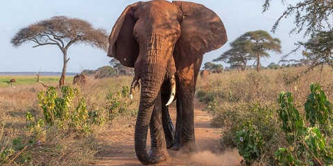 8 Days Luxury Masaimara, Nakuru, Naivasha&Amboseli Safari