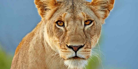 7 Days Group Luxury Amboseli Safari from Kenya