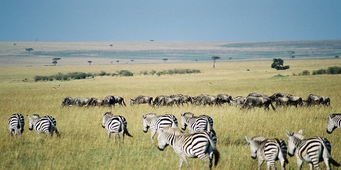 8 Days Masaimara, Nakuru, Naivasha&Amboseli Budget Safari