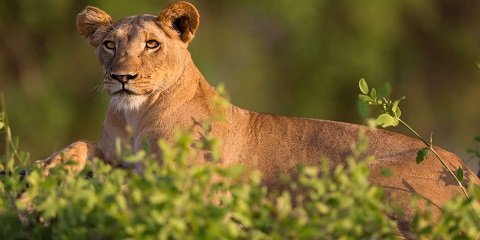 4 Days Masai Mara and Nakuru Private Luxury Safari