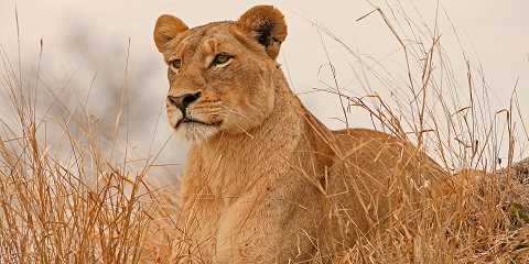 7 Days Group Luxury Amboseli Safari from Kenya