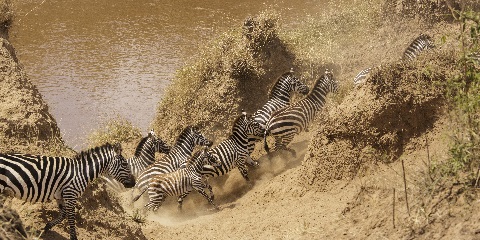 6 Days Masai Mara & Nakuru Private Budget Safari