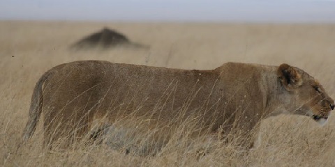 Nayrobidan 24 kunlik xususiy o'rta masofali Afrika safari sayohati (2026 - 2027)