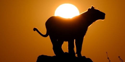 7 Days Private Budget Amboseli Safari from Kenya