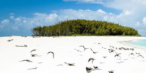 जान्जीबार एयरपोर्टबाट 1 दिनको निजी Mnemba द्वीप भ्रमण (2026 - 2027)