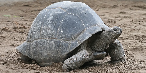 Half-Day Private Prison Island Tour kubva kuPaje muZanzibar (2026 - 2027)