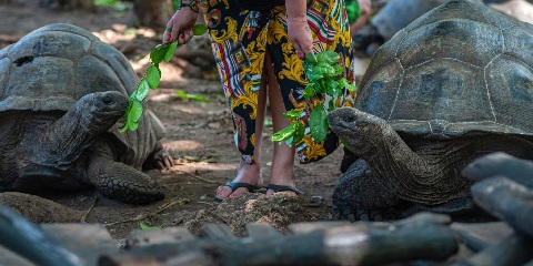 Puolen päivän yksityinen vankilasaaren kierros Chwakasta Sansibarissa (2026 - 2027)