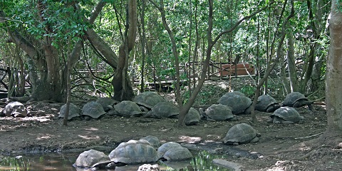 Tour privé d'une demi-journée à l'île de Prison depuis Stone Town à Zanzibar (2026 - 2027)