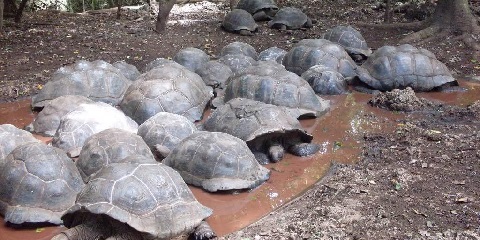Irin-ajo Erekusu Ẹwọn Aladani Idaji-ọjọ lati Michamvi ni Zanzibar (2026 - 2027)