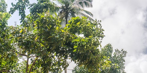 Uroa၊ Zanzibar တွင် နေ့တစ်ဝက် သီးသန့် Spice Tour (2026 - 2027)