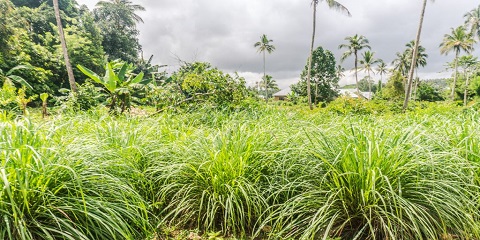 Ziara ya Siku 1 ya Jiji la Kibinafsi, Spice na Prison Island kutoka Pingwe Zanzibar (2026 - 2027)