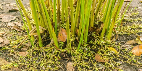 I-Half-Day Private Spice Farm Tour e-Pingwe, e-Zanzibar (2026 - 2027)
