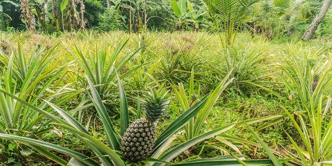 Tur Rempah-rempah Pribadi Setengah Dina saka Kiwengwa ing Zanzibar (2026 - 2027)