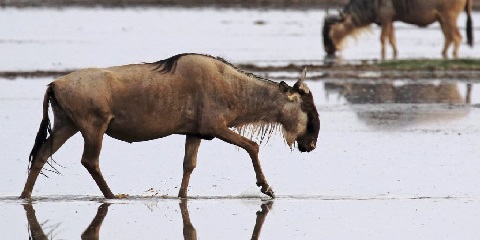 3 Days Amboseli Private Mid-Range Safari from Nairobi