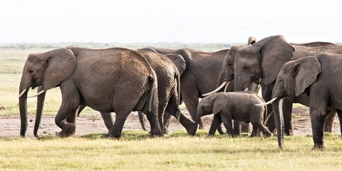 14 Dina Kenya lan Tanzania Anggaran Pribadi Safari lan Kilimanjaro Hike saka Nairobi (2026 - 2027)