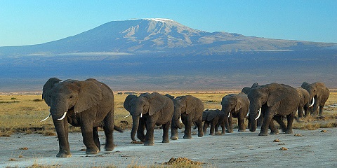6 Days Masai Mara & Nakuru Private Mid-Range Safari