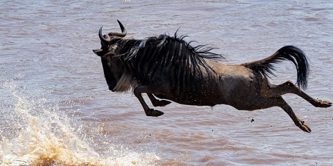 10 Ọjọ Kenya ati Tanzania Aladani Aarin-Range Safari lati Nairobi (2026 - 2027)