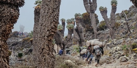 Bajet Kumpulan 6 Hari Mendaki Kilimanjaro melalui Laluan Lemosho dari Moshi di Tanzania (2026 - 2027)